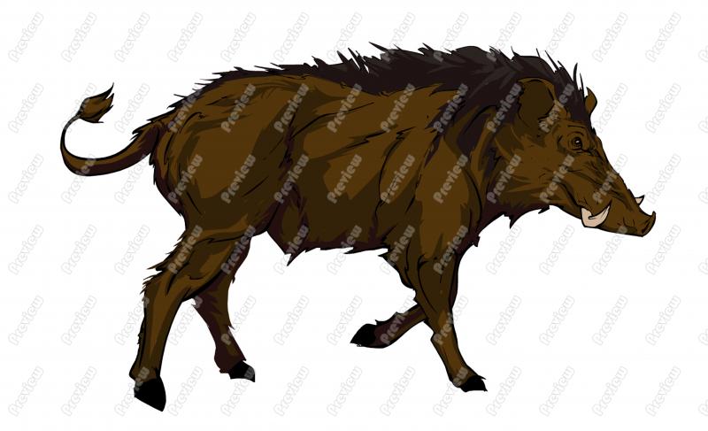 800x487 Wild Boar Character Clip Art