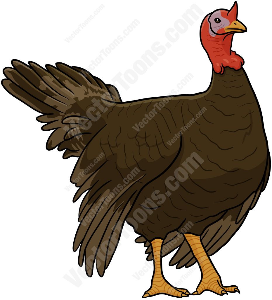 931x1024 Wild Turkey