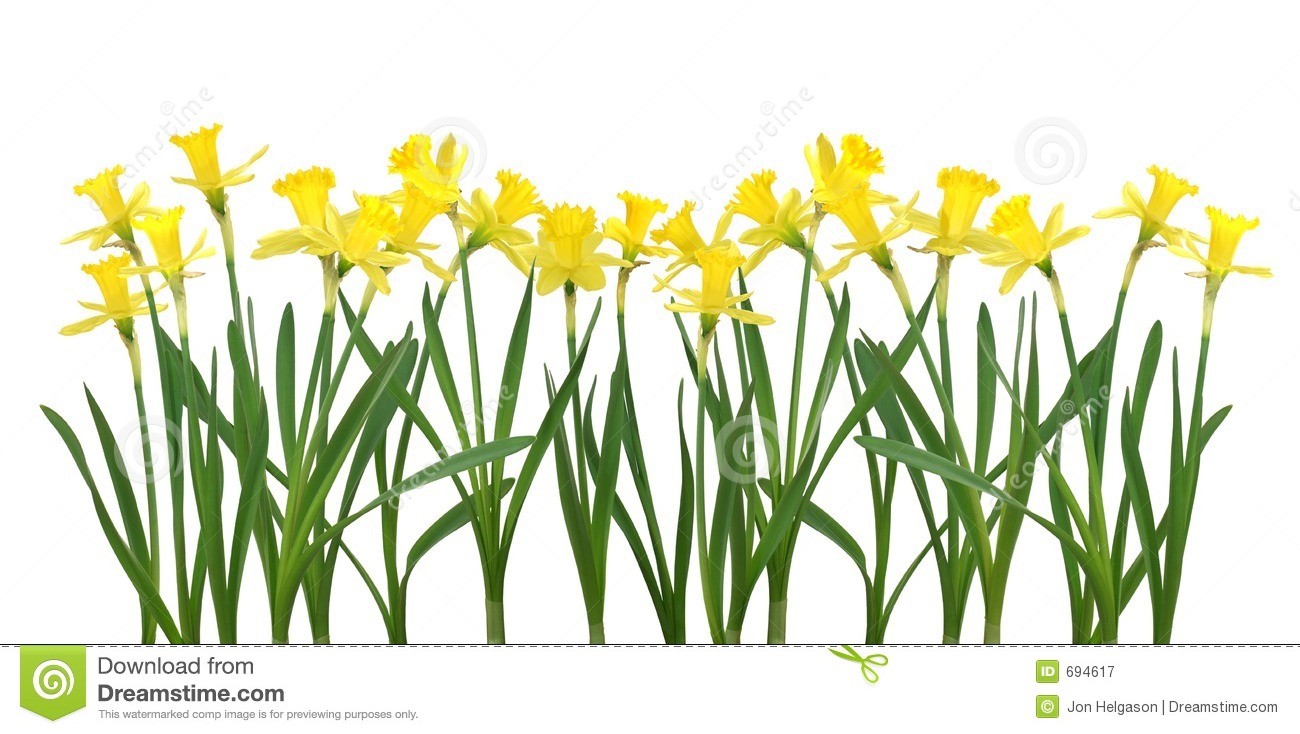 1300x734 Daffodil Clipart Banner