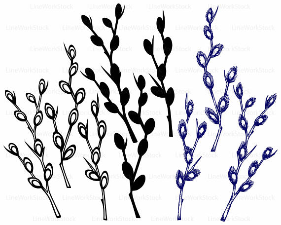 570x456 Pussy Willow Svgwillow Clipartpussy Willow Svgwillow
