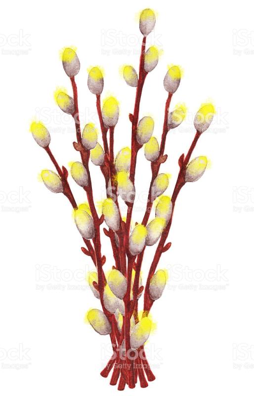 514x800 Willow Tree Silhouette Clip Art