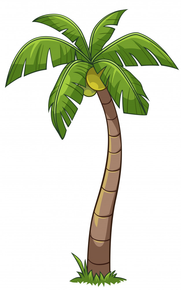626x1001 Coconut Tree Cartoon Free Download Clip Art