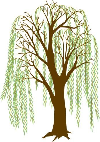 347x494 Willow Tree Clipart