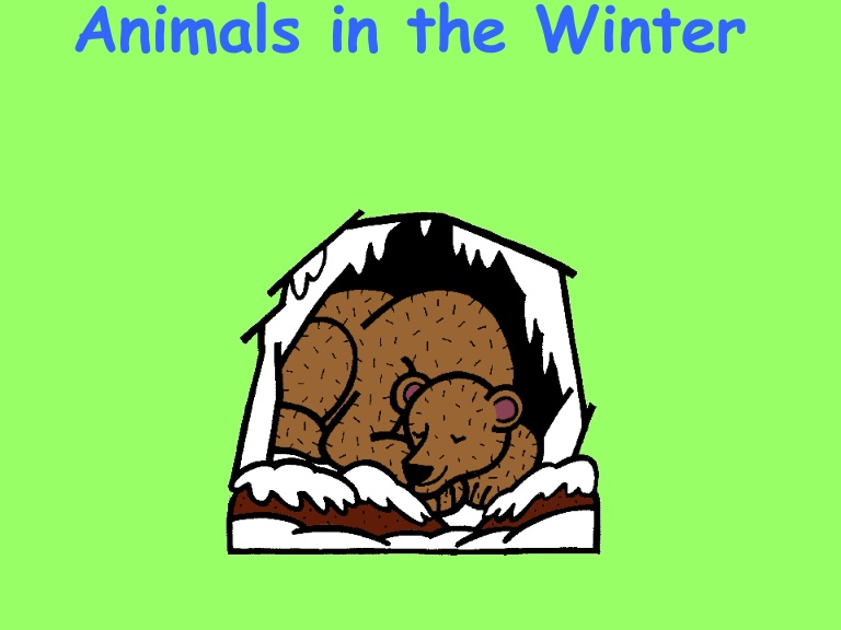 768x576 Animals In Winter