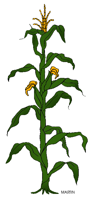 313x648 Grain And Bread Clip Art By Phillip Martin, Corn Plant