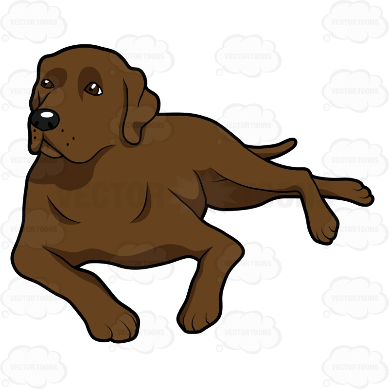 800x800 Puppy Clipart Yellow Lab