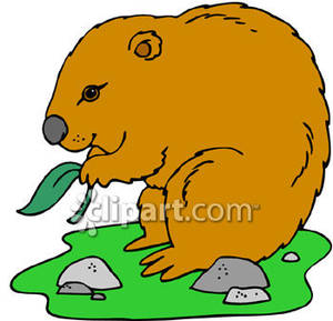 300x289 Cute Wombat Eating A Leaf