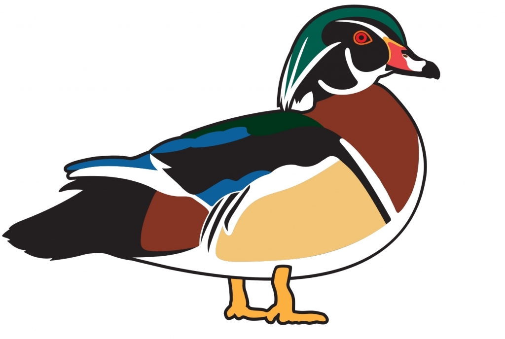 1024x688 Most Wood Duck Clipart Ducks Clipground Clip Art 2018 In Amazing