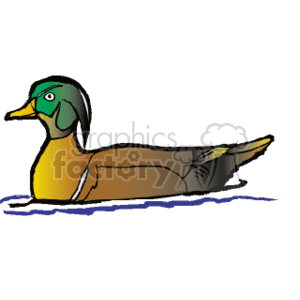 300x300 Royalty Free Northern Pintail Duck Swimming 130593 Vector Clip Art