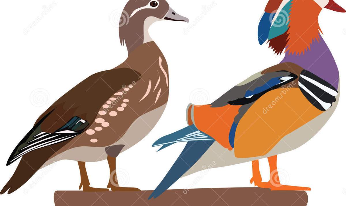 1200x715 Wood Duck Clip Art Wooden Thing