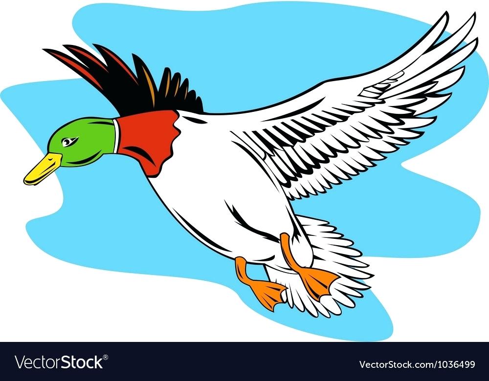 1000x780 Mallard Duck Clip Art Themusicfoundry Future