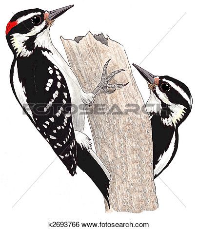 406x470 Hairy Woodpecker Stock Illustration Woodpeckers, Medical