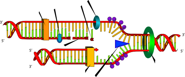 600x250 Dna Replication Clip Art Related Keywords