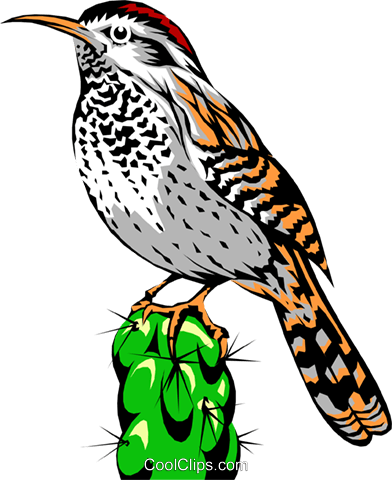 392x480 Cactus Wren Royalty Free Vector Clip Art Illustration Anim0277