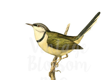 340x270 Blossomclipart Etsy Studio