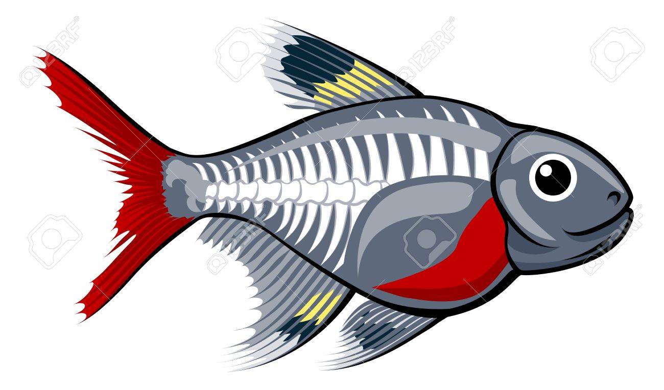 1300x764 X Ray Fish Clipart Yanhe Clip Art