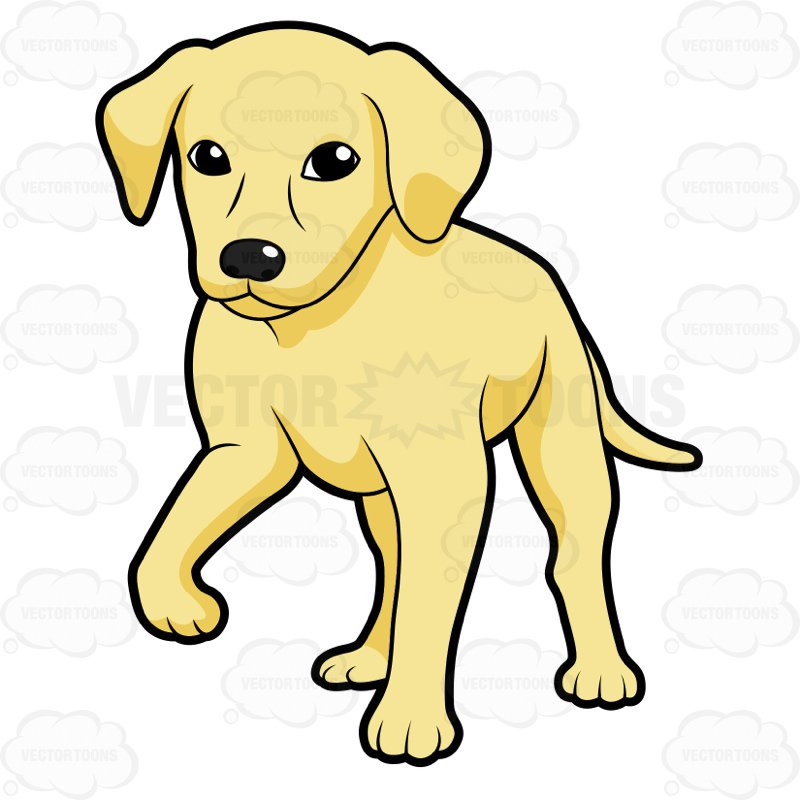 800x800 Golden Retriever Puppy Standing With One Paw Off The Ground