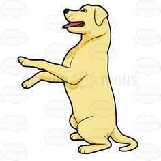 236x236 Chocolate Labrador Collection