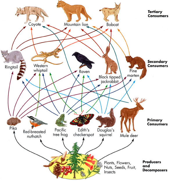 585x622 Food Web
