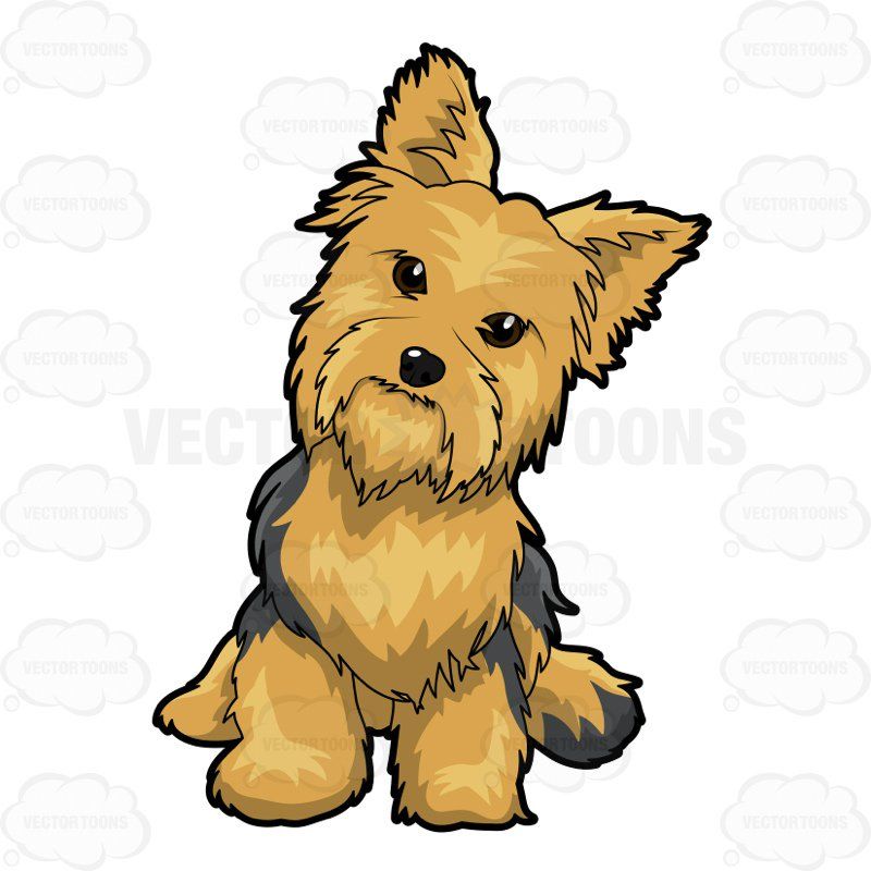 800x800 Yorkshire Terrier Collection 006.jpg Pixels Pooches