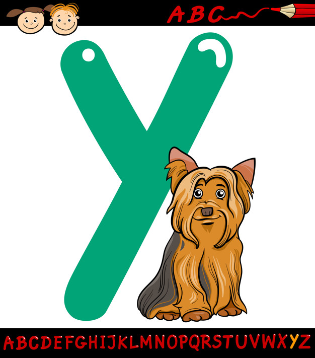 626x711 Letter Y For Yorkshire Terrier Dog Vector Premium Download