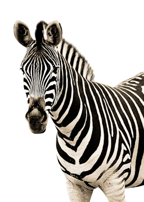 286x400 Zebra Face Clip Art