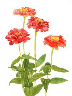 236x314 Daily Watercolors Zinnias Watercolor Painting Watercolor How