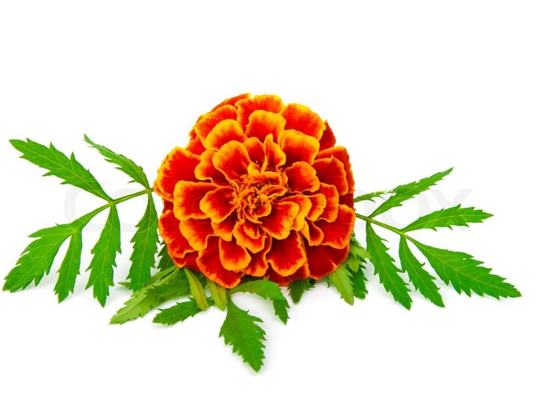 800x600 Marigold Clipart Amp Look At Marigold Clip Art Images