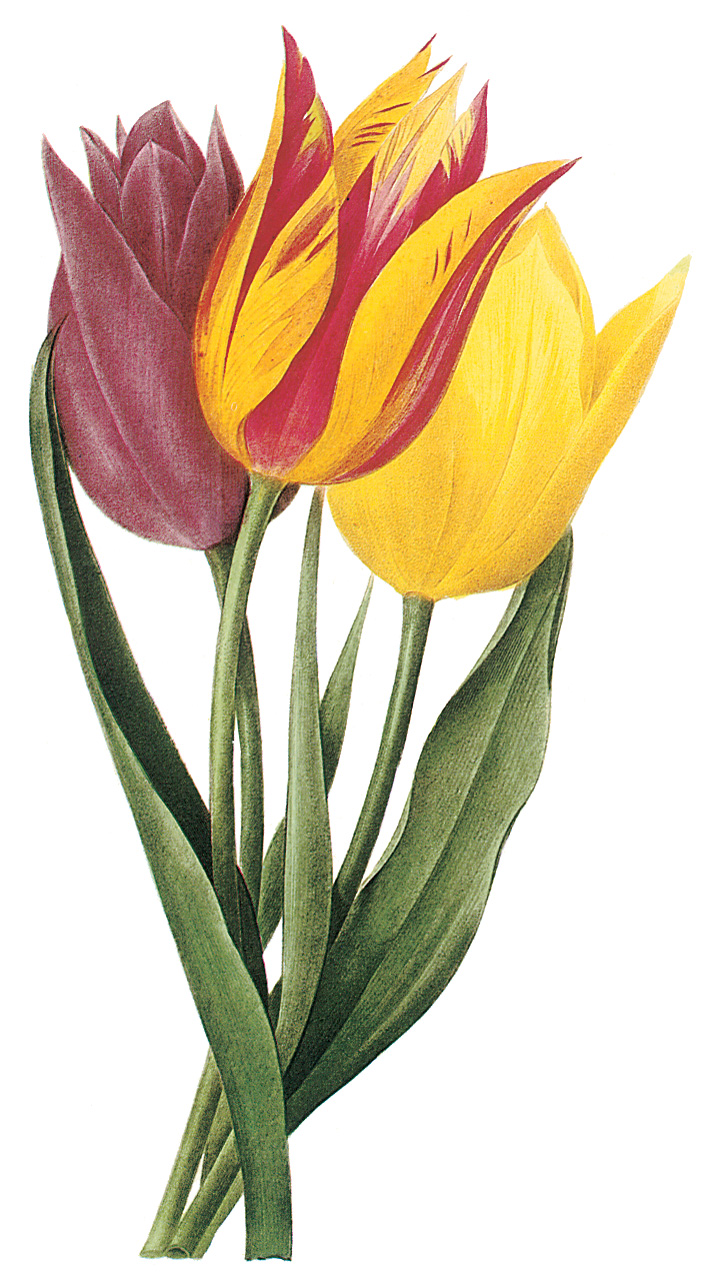 720x1278 Tulip Border Clipart