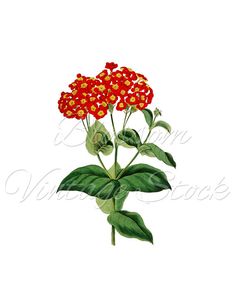 236x305 Blue Floral Art, Printable, Wall Decor, Clip Art Digital Image