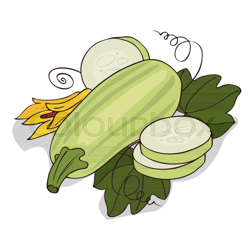 800x800 Isolate Courgette Or Zucchini On White Background. Close Up
