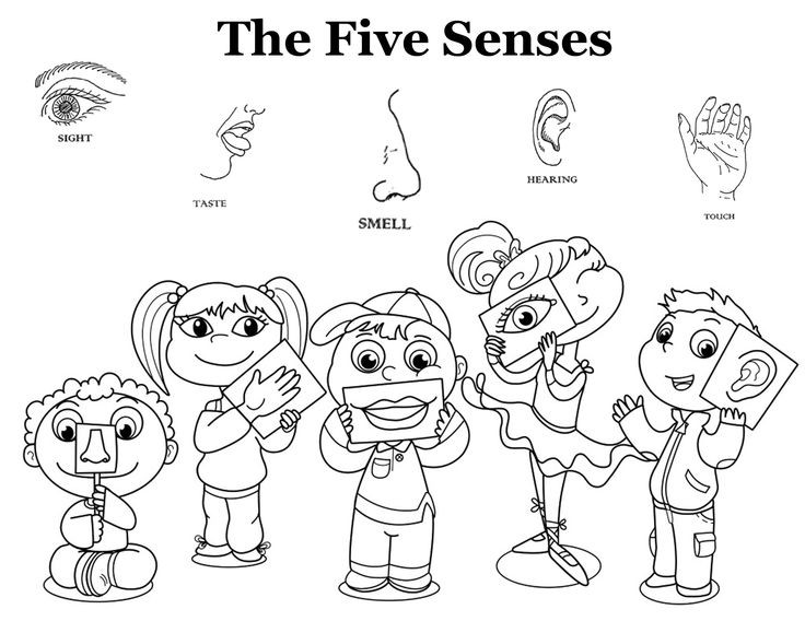 736x568 Five Sense Coloring Pages Inspirational Senses Coloring Pages