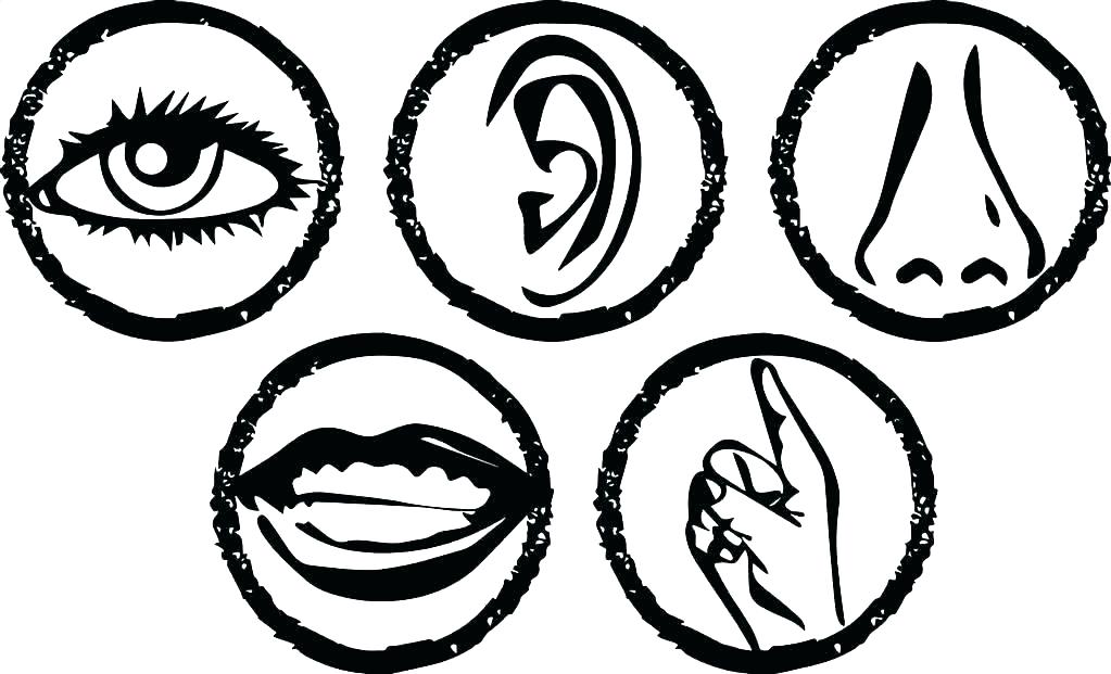 1023x621 Five Senses Coloring Sheet With Senses Coloring Page Senses