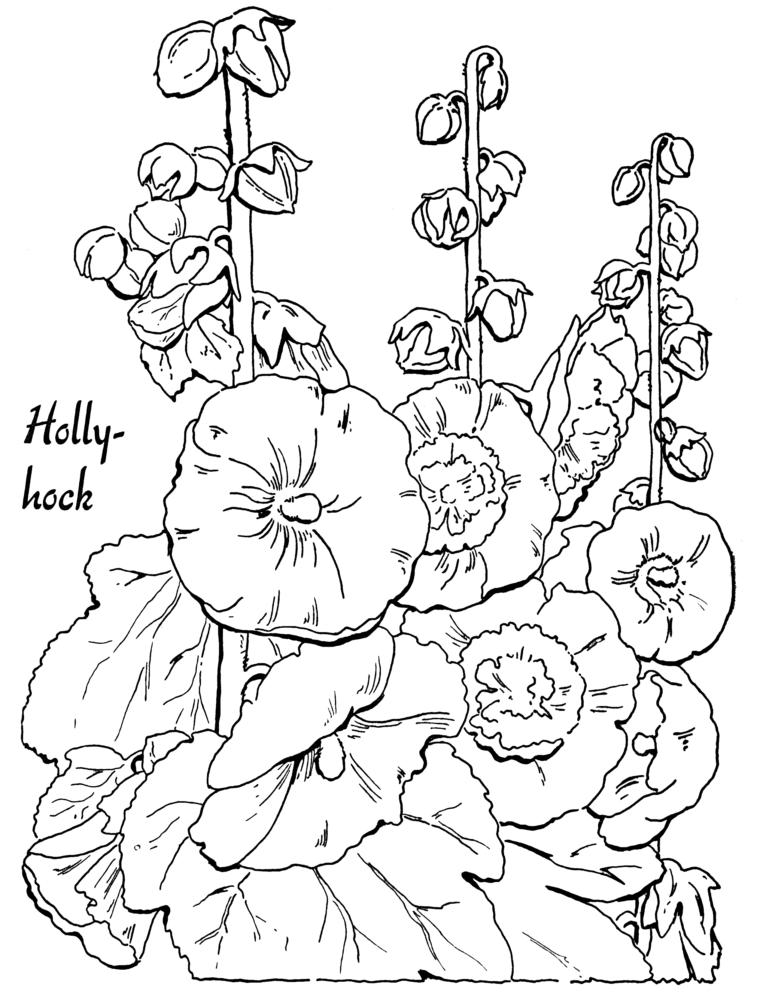 2550x3300 Adult Coloring Page Hollyhocks