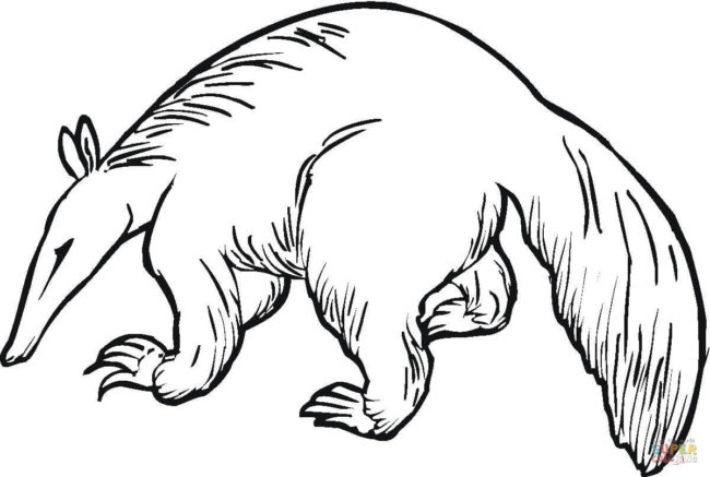 650x437 Aardvark Coloring Pages Nice Coloring Pages For Kids