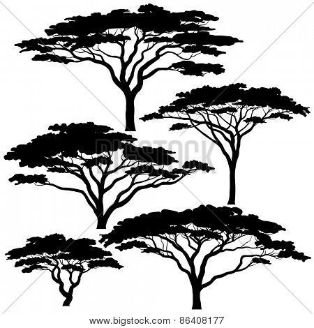 450x470 Set Of Editable Vector Silhouettes Of Acacia Trees Acacia