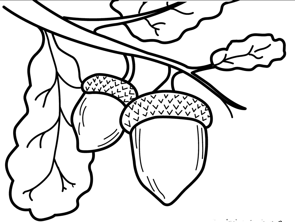 985x744 Acorn Coloring Pages
