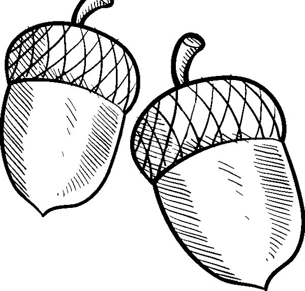 600x571 Acorn Coloring Sheet Charming Acorn Coloring Pages In Coloring