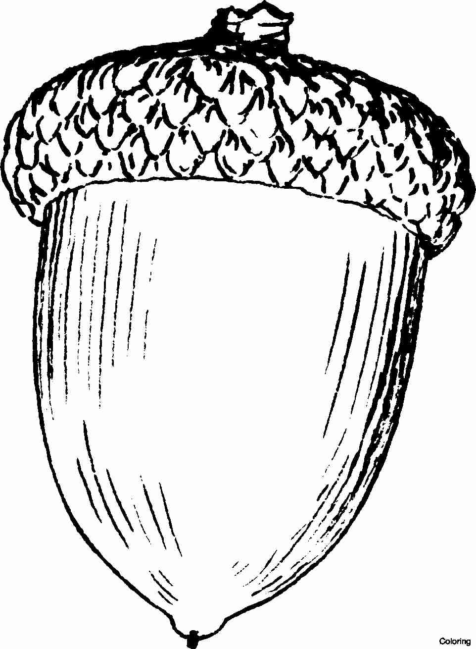 962x1310 Autumn Coloring Pages Printable Inside Acorn Color Olegratiy
