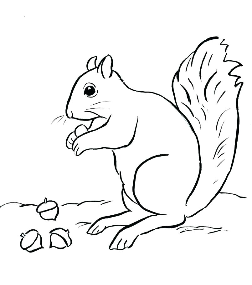 805x912 Acorn Coloring Page Acorn Coloring Pages Coloring Pages Leaves