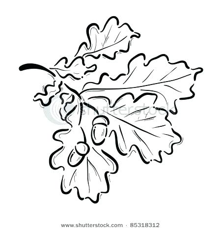 450x468 Acorn Coloring Page Acorn Pictures To Color Oak Leaf With Acorns