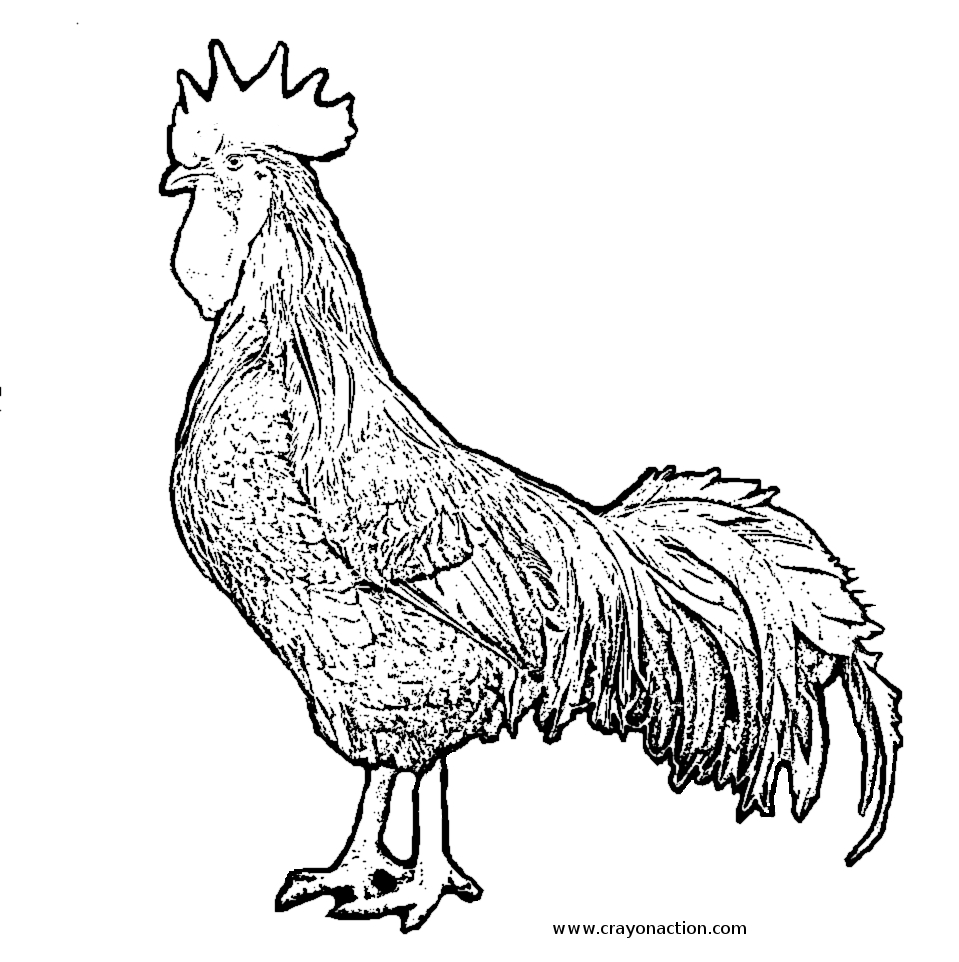 959x962 Rooster Coloring Page Crayon Action Coloring Pages