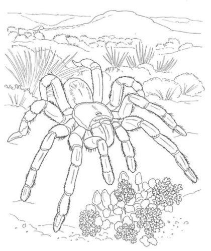420x500 Adult Coloring Pages Animal Patterns