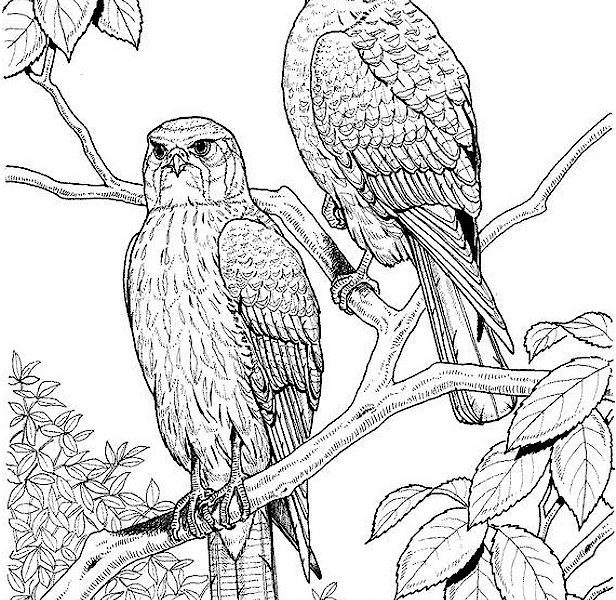 616x600 Bird Coloring Pages For Adults Free Printable Adult Coloring Pages