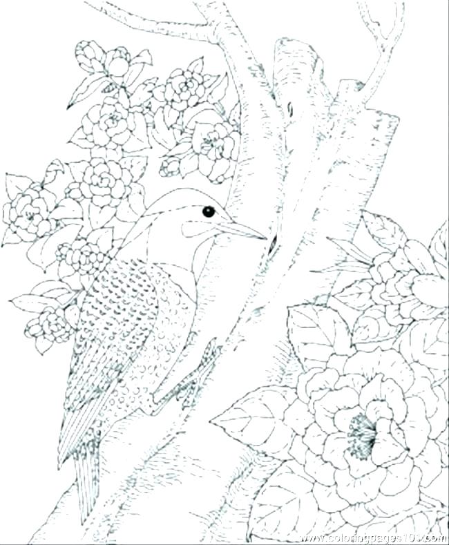 650x789 Coloring Pages Of Birds Adult Coloring Pages Bird Robin Bird