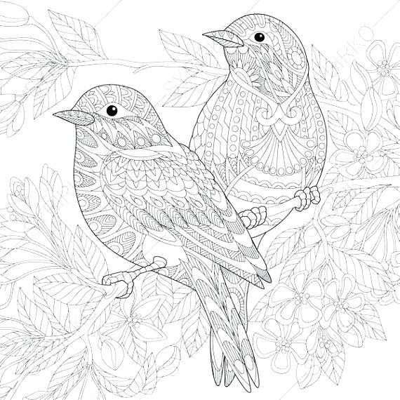 570x570 Realistic Bird Coloring Pages Birds Coloring Page The Angry