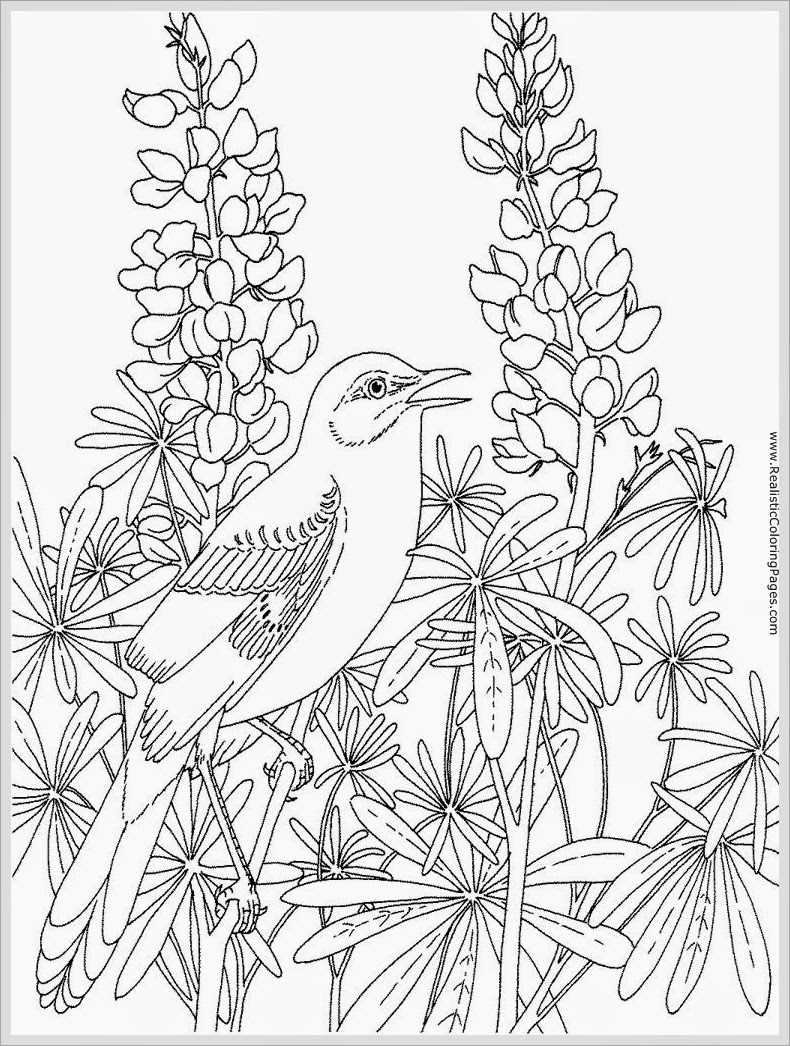 790x1046 Stunning Adult Coloring Book Page U Fantasy Bird Jeanine A Thriver