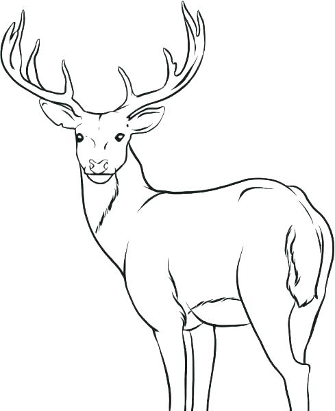 489x600 Deer Hunting Coloring Pages Deer Hunting Coloring Pages Deer