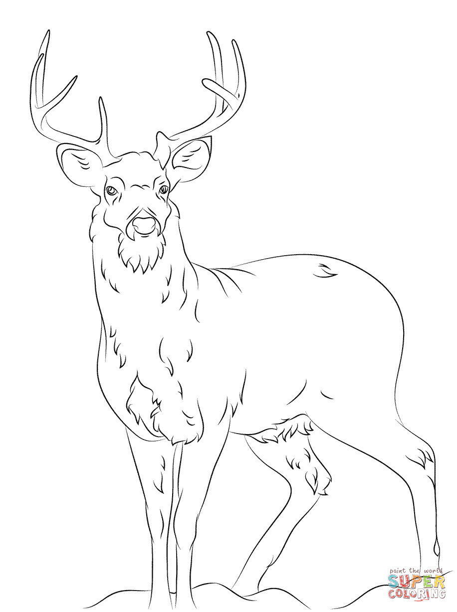 916x1228 Deer Printable Coloring Pagesprintable Rigykm Kt Pages On Online