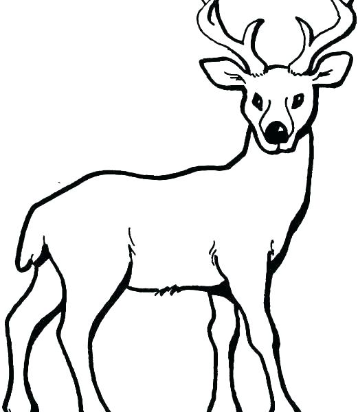 521x600 Coloring Page Deer